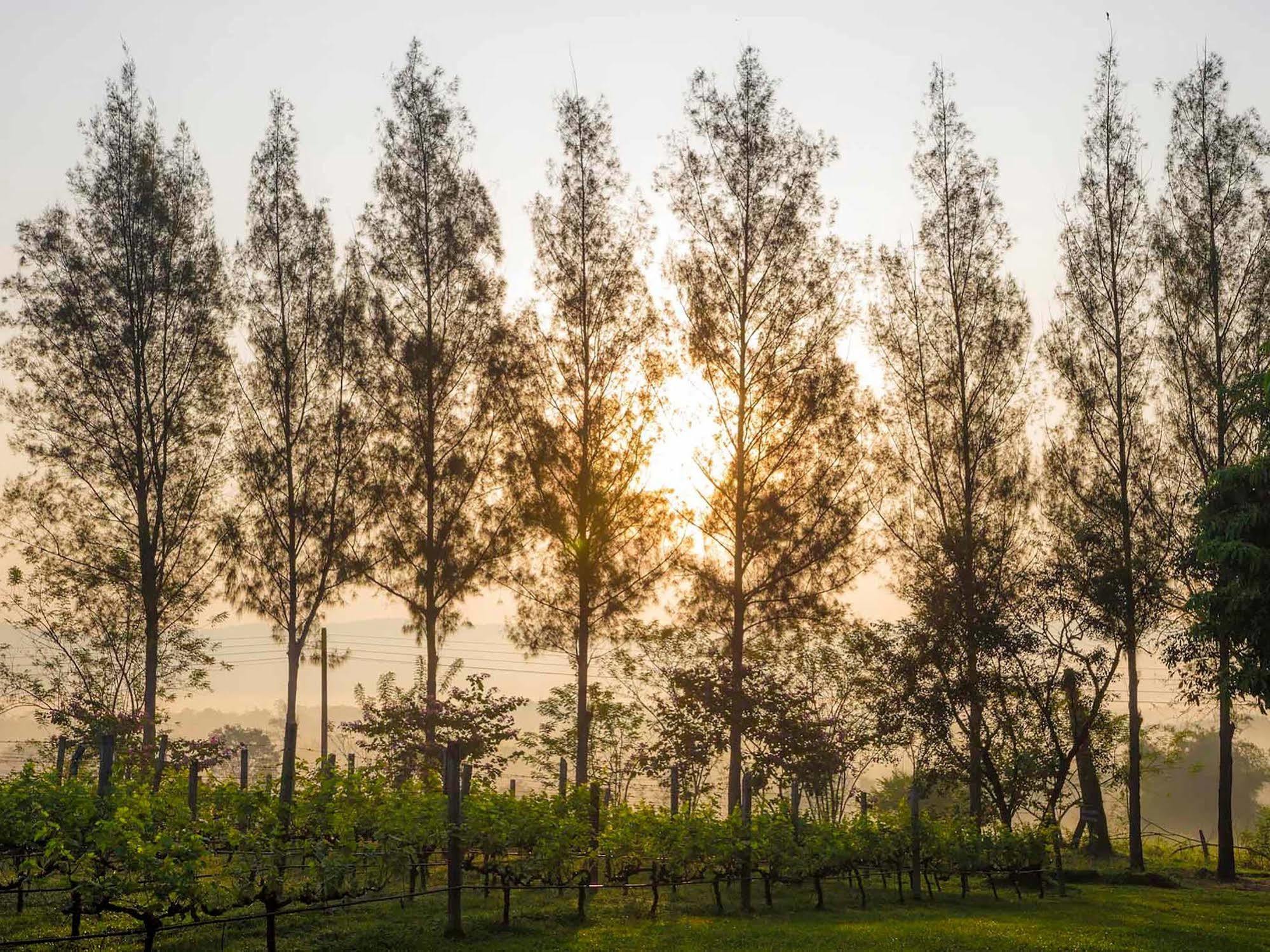 Village Farm And Winery Wang Nam Khiao Dış mekan fotoğraf